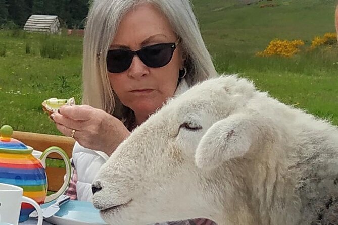 Tea with Naughty Sheep - The chance to feed a new lamb