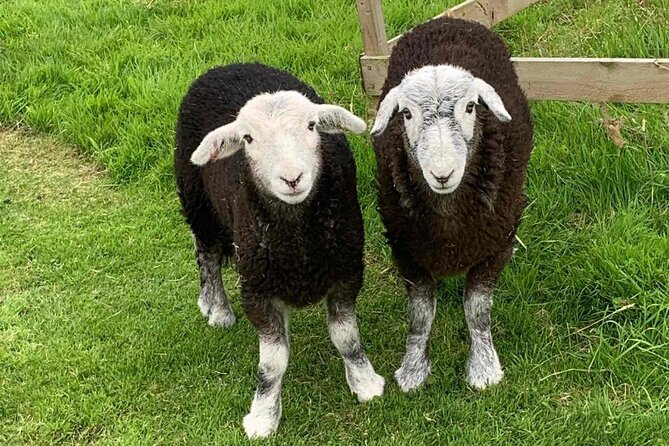 Tea with Naughty Sheep - Why the 1 hour 45 minutes matters