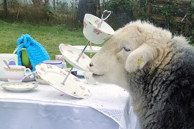 Tea with Naughty Sheep - Is $102.98 good value?