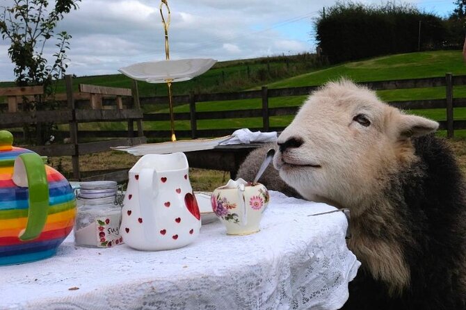 Tea with Naughty Sheep - Meeting the Herdwick sheep