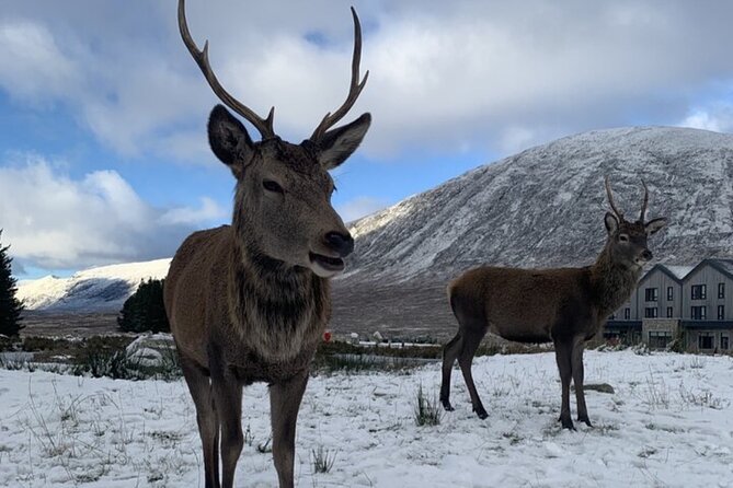 Ultimate Day tour Edinburgh: Glencoe, Highland Cows, Loch Lomond - Glencoe: two hours of scenery and difficult history