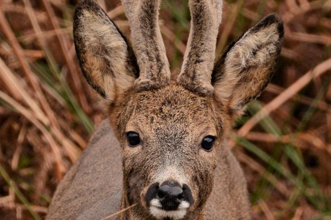 Wildlife Watching Safari by Vehicle & Walks / Photography workshops with a Guide - A four-hour search through South Skye
