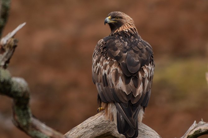 Wildlife Watching Safari by Vehicle & Walks / Photography workshops with a Guide - Pràban na Linne brings in Gaelic whisky