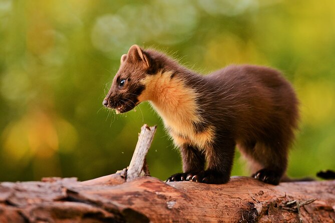 Wildlife Watching Safari by Vehicle & Walks / Photography workshops with a Guide - Eagles, otters, deer, and the art of waiting